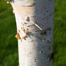 5038838007705 1 Betula Fascination 12l.jpg